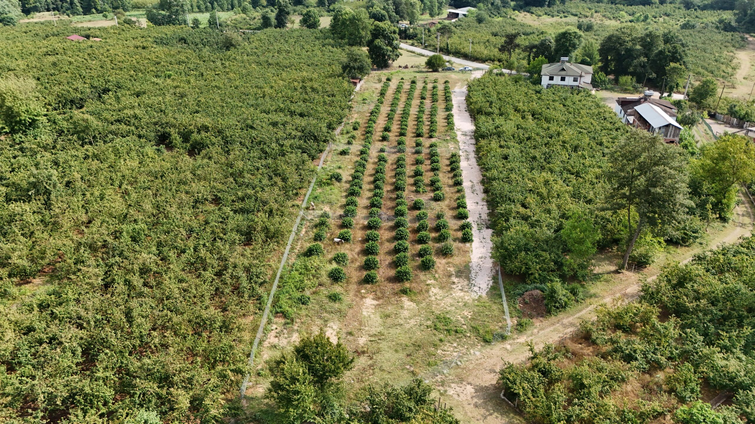 DJI_20240711165558_0001_D-min