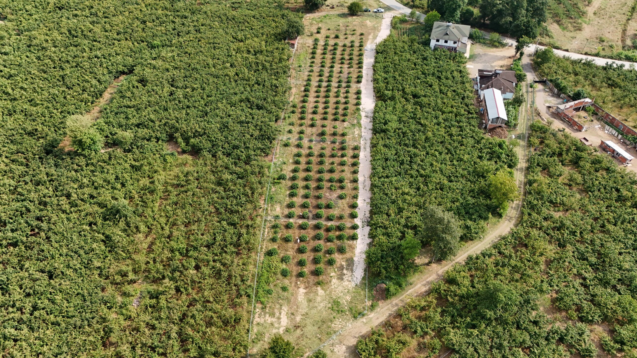 DJI_20240711170104_0005_D-min